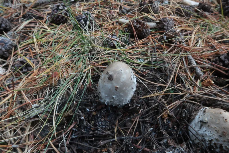 Amanita submembranacea 1 - IMG_7732